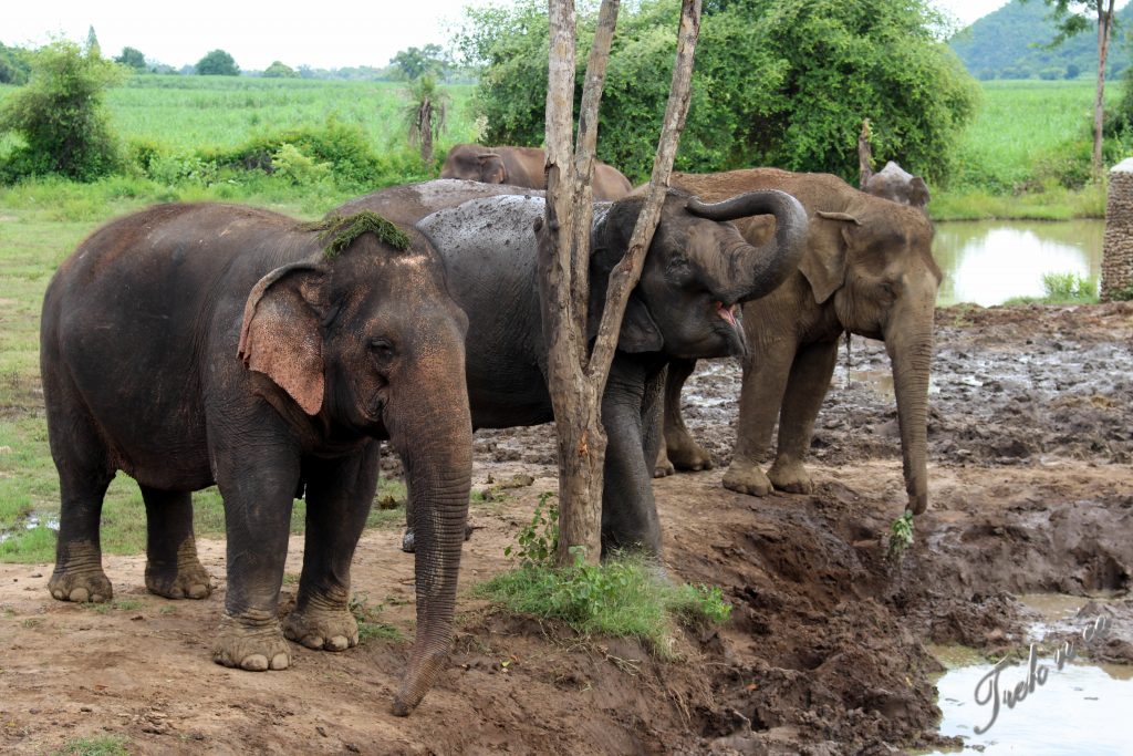 Elephants's World_Kanchanaburi_1