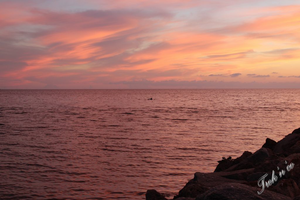 Dauphins en Floride