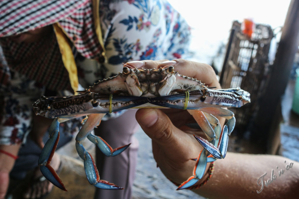 Crabe bleu du Cambodge