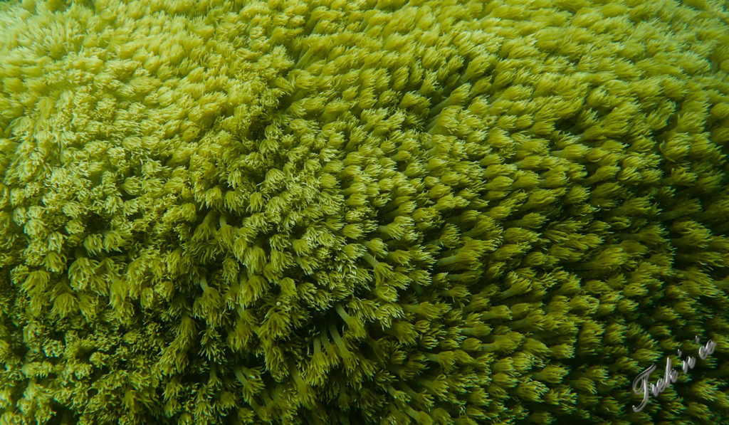 Snorkeling Koh Tonsay