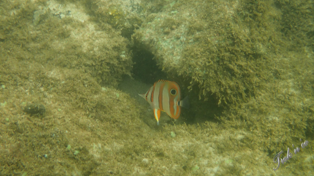 Fish snorkeling Koh Tonsay