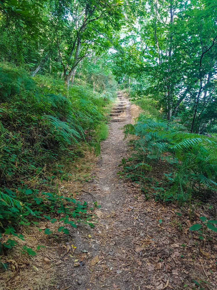 chemin de forêt 