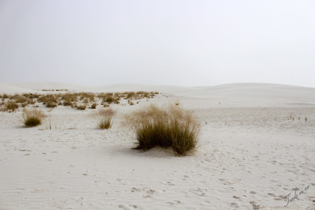 White sands désert