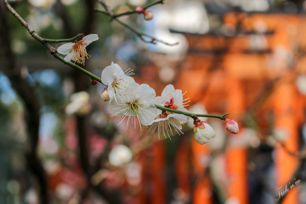 arbre en fleurs ueno