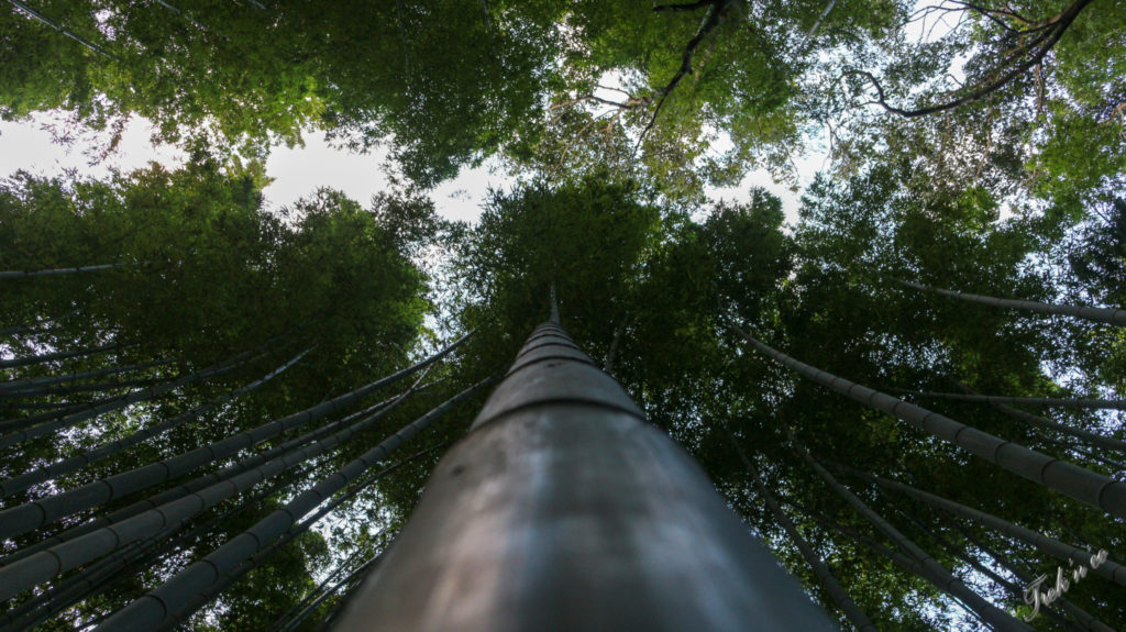 arashiyama forest