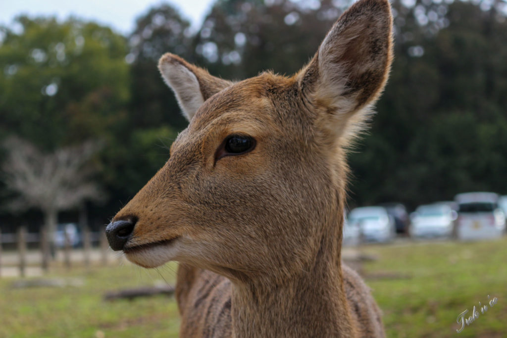 biche