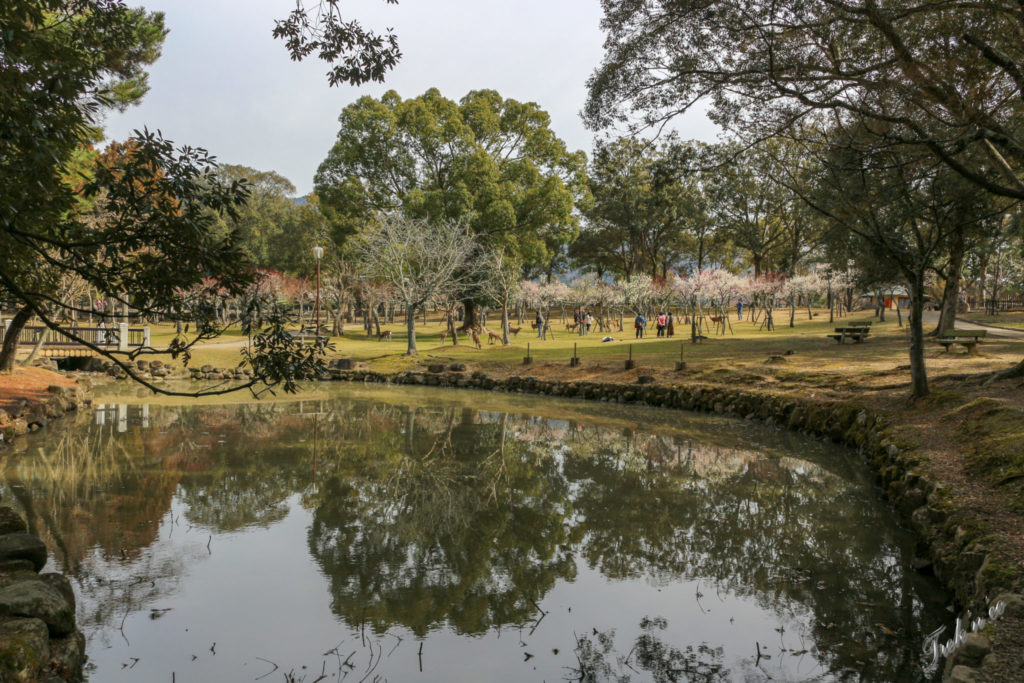 parc de Nara