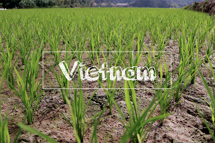 Vietnam