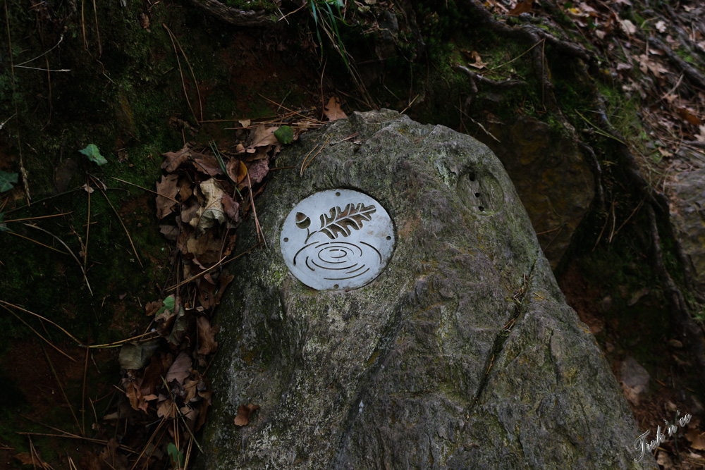 broceliande_sentier