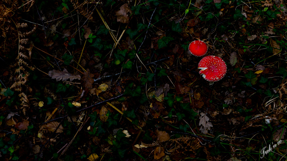 champignons_broceliande